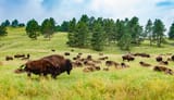 bison cool