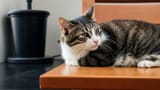 cat4