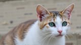 cat5