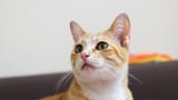 cat6