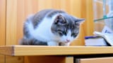 cat7