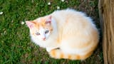 cat8