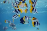 Pacific_double-saddle_butterflyfish