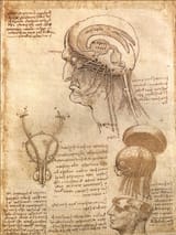 brain