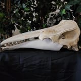 whale_skull