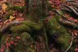 primeval forest 2