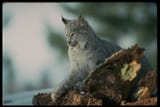 wildcat2