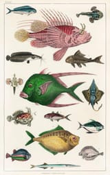 Various Fishes