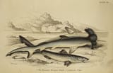 james hope stewart_hammer headed shark, common tope