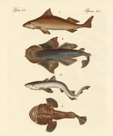 friedrich johann justin bertuch_fische 15
