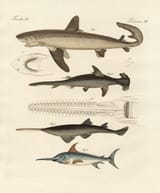 friedrich johann justin bertuch_fische 6