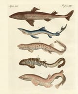 friedrich johann justin bertuch_fische 14