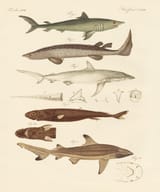 friedrich johann justin bertuch_fische 68