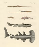 friedrich johann justin bertuch_fische 59