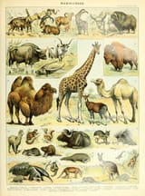 adolphe millot_mammifcres