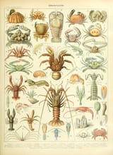 adolphe millot_crustaccs