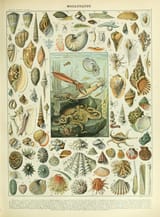 adolphe millot_mollusques