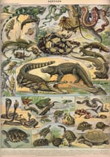 adolphe millot_reptiles