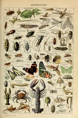 adolphe millot_arthropodes