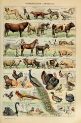 adolphe millot_domestiques animaux
