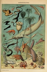 adolphe millot_occanographie