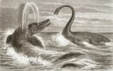 cdouard riou_ichthyosaur and plesiosaur