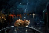 catpape