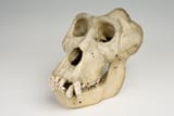 Western_Gorilla_Skull_Male_03