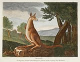 Kangaroo