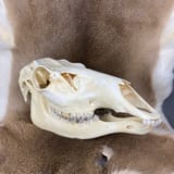 elk skull