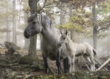 Wildpferde_Tripsdrill