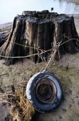 stump