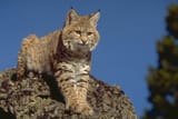wildcat3