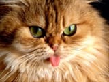 mlep cat