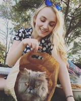 the cats in the bag