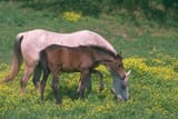 arabian horses in field
