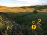 grassy