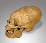 incan skull