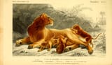 lioness