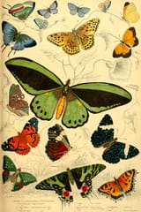 butterfly illustration