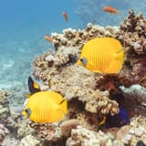 Peces_mariposa_del_mar_Rojo_(Chaetodon_semilarvatus),_Temple,_Sharm_el-Sheij,_Egipto,_2022-03-26,_DD_16