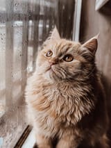 photo-1641202341226-fbe8df35fb07
