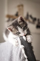 EWFK0FeU8AIGV-v.jpg_large