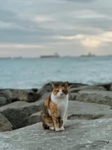 GsQM7rZXUAA9DiL.jpg_large