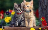 beautiful-cats-y4upwj5zz45novpx