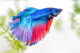 betta
