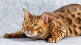 Animals___Cats_Playful_adult_Bengal_cat_045465_
