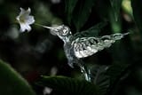mechanical bird