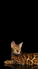 71098-2160x3840-phone-4k-bengal-cat-wallpaper-photo