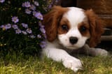 puppy cute